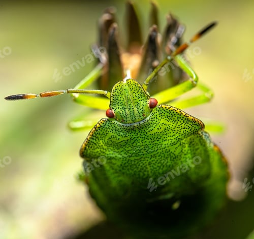 Preview: Closeup shot of a green insect on a flower with blurred background