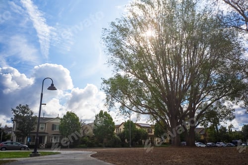 Preview: Suburban park scene with a large tree and houses.