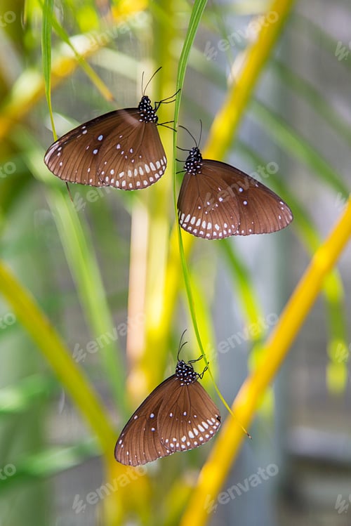 Preview: Butterflies