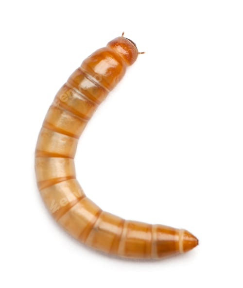 Preview: Larva of Mealworm, Tenebrio molitor, in front of white background