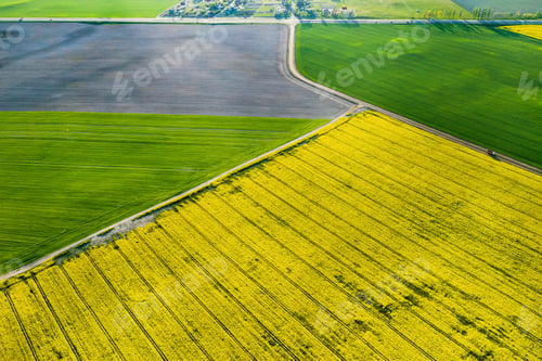 Preview: Top view of the yellow rapeseed field and the village. A sown field of rapeseed in Belarus.The