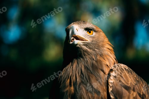 Preview: Eagle Haliaeetus albicilla on green grass background