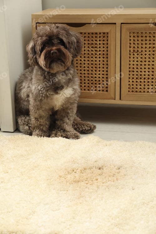 Preview: Cute dog near wet spot on beige carpet at home