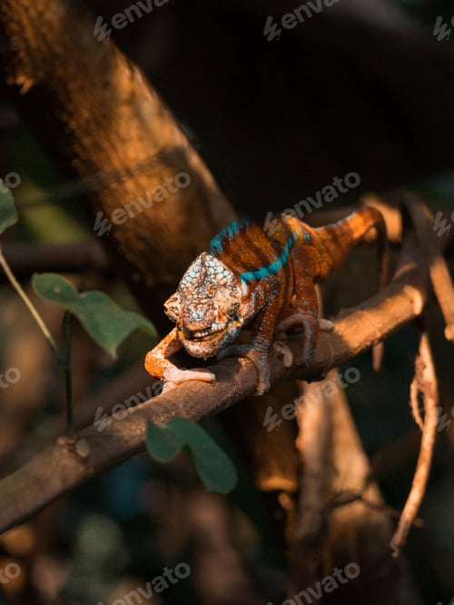 Preview: Vertical shot of a Panther chameleon on a tree branch