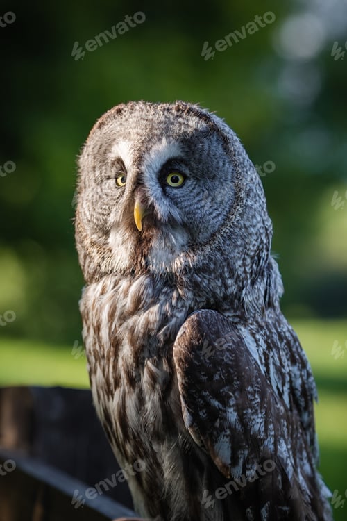 Preview: A large bearded owl sits on a fence in a park. Close-up portrait of an adult owl