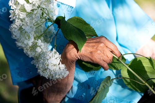 Preview: Close-up of a disabled old woman's hand holding a white hydrangea flower