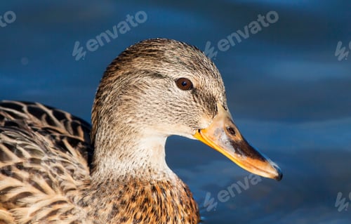 Preview: Funny duck close-up