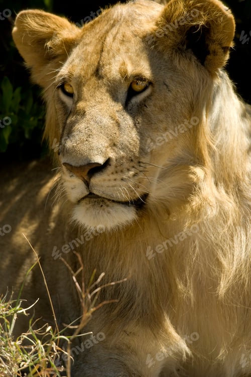 Preview: Lion Masai mara Kenya