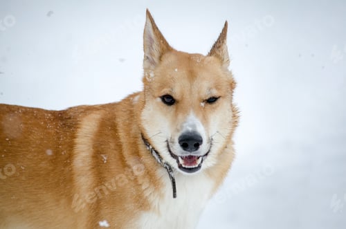Preview: Alert dog in snowy landscape with playful expression
