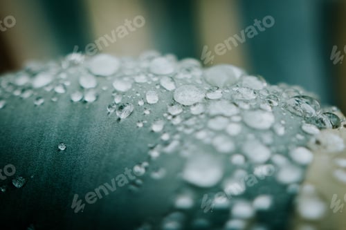 Preview: Rain drops on a aloe vera plant