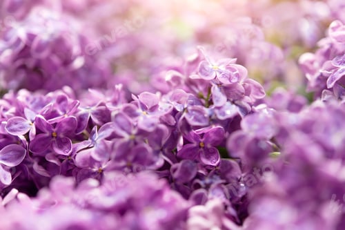 Visualização: Fundo de flor delicado com raios de sol. banner de fundo de natureza com flores lilás