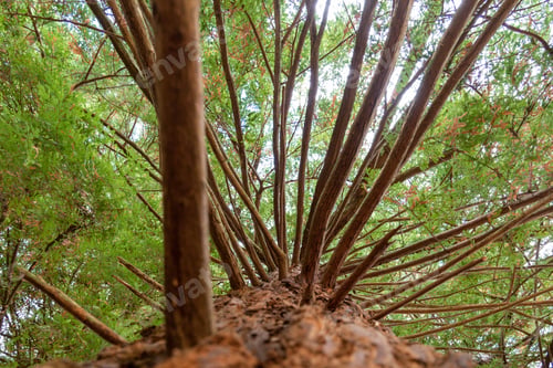 Preview: Looking up a tree with many small branches in summer.