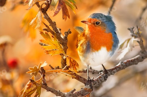 Preview: Closeup shot of an amazing cute robin bird perched on an autumnal tree branch