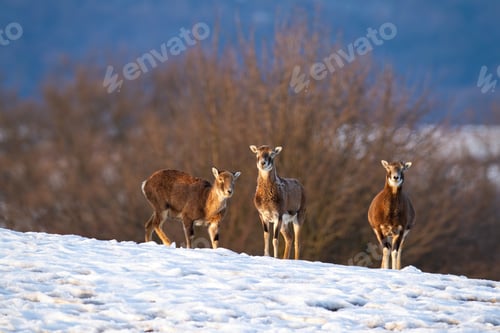 Preview: Mouflon family standing and watching in wintertime