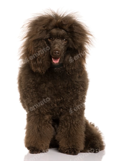 Preview: Royal Poodle, 2 years old, sitting in front of white background