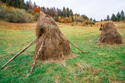 Preview: A large number of haystacks in a green meadow with cloudy weather