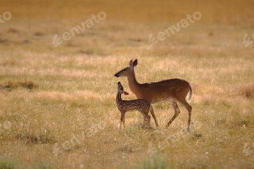 Preview: Closeup shot of white-tail deer in a grassy field