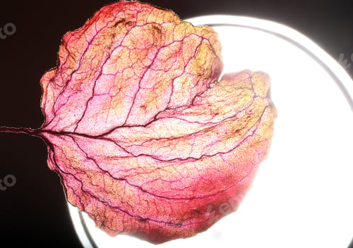 Preview: Dry Leaf Texture Abstract Background