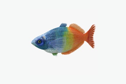 Preview: Laterally-oriented fish with multicolored fins