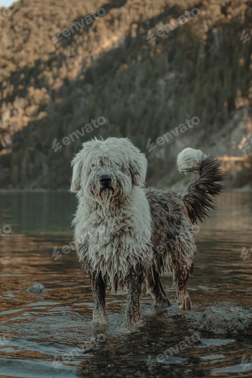 Preview: long-haired dog on the banks of a river
