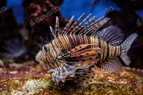 Preview: Red lionfish Pterois volitans fish underwater