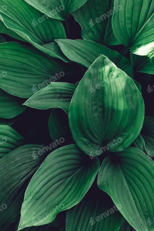 Preview: Abstract green leaves with texture. Top view. Background of nature.