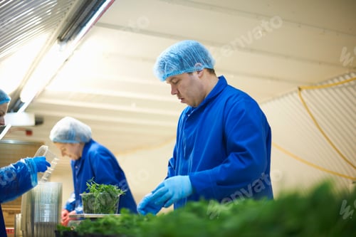 Preview: Workers on production line wearing hair nets packaging vegetables