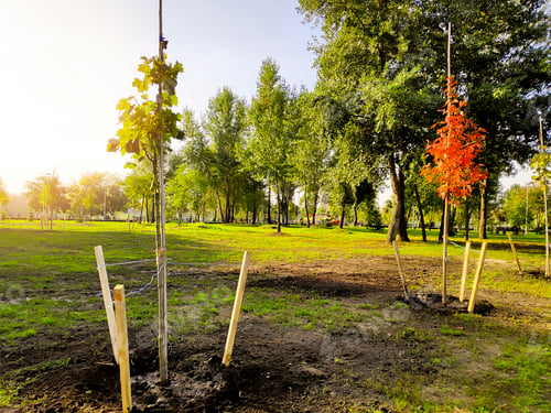 Preview: Newly planted red orange golden maple leaf trees in city park,spring, nature ecology, landscape