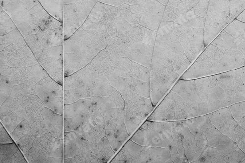 Preview: Monochrome Texture Of The Dried Leaves For An Abstract Background