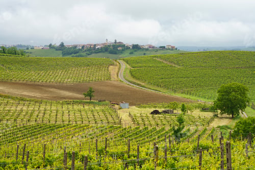 Preview: Vineyards of Monferrato near Acqui Terme at springtime
