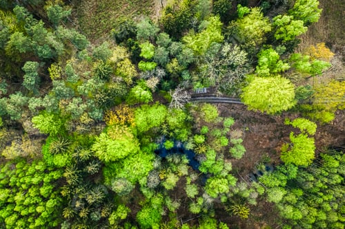 Preview: Top view of green trees in early spring, Poland