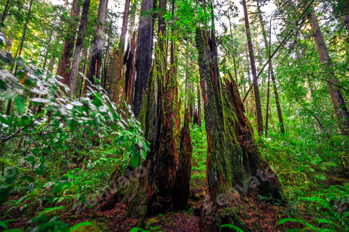 Preview: Pieces Of The Tree, Redwoods National & State Parks, California