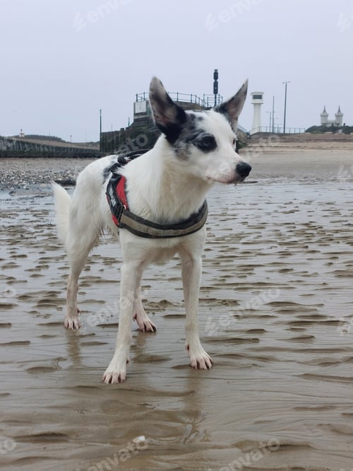 Preview: a dog on the beach wearing a harness and leash collar
