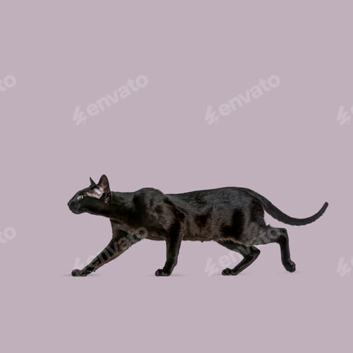 Preview: Sleek black oriental shorthair cat gracefully walking across a purple backdrop