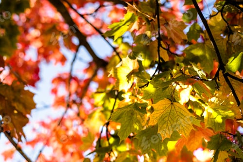Preview: Maple autumn leaves on tree