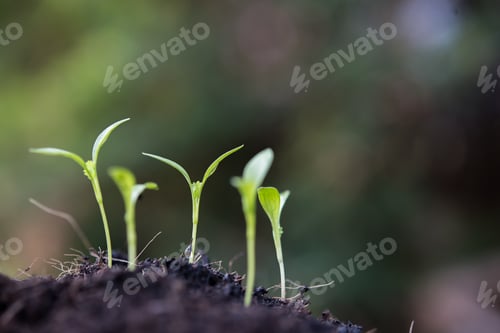 Preview: Close up of young sprout grow.
