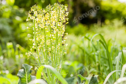 Preview: green nature summer and spring background. urban garden agriculture blurred organic horticulture