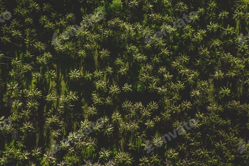 Preview: Tropical coconut trees forest