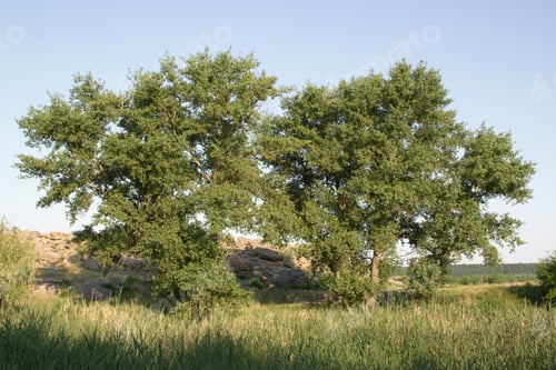 Preview: Ukrainian summer landscape