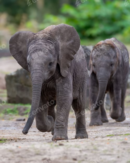 Preview: Baby elephants walking on a dirt path.