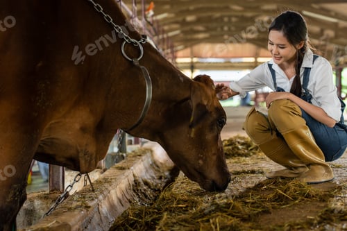 Preview: Asian attractive dairy farmer woman working alone outdoors in farm.