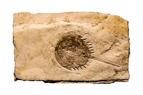 Preview: Aquatic animal Horseshoe Crab Fossil