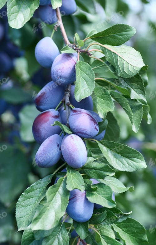 Preview: Ripe plums on the tree