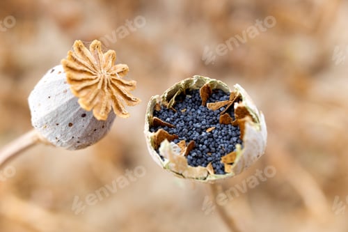 Preview: Macro detail of the poppy seeds inside the plant without collecting yet.