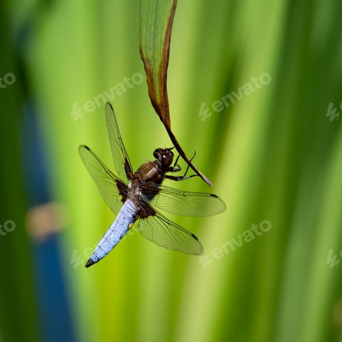 Preview: Broad-Bodied Chaser perched on green leafy grass stalk