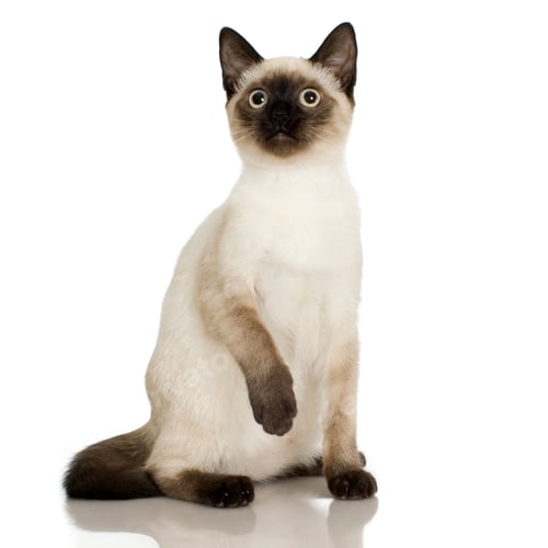 Preview: Siamese