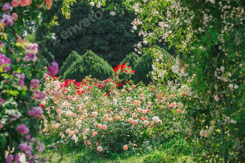 Preview: Colorful rose garden in full bloom on a sunny afternoon in spring