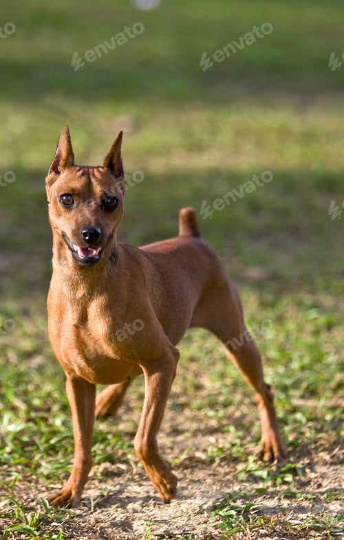 Preview: Miniature Pinscher having fun in the park