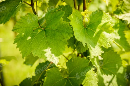 Preview: Grapes leaves in sun