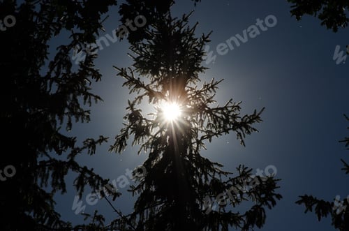 Preview: Sunshine through trees